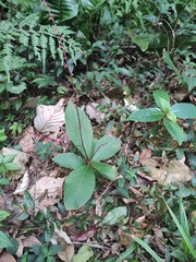 Persicaria filiformis