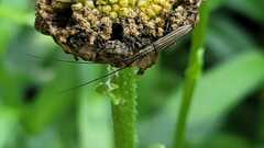 Hippopsis lemniscata