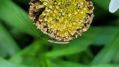 Hippopsis lemniscata