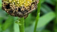 Hippopsis lemniscata