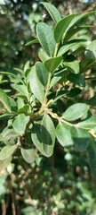 Buxus sempervirens