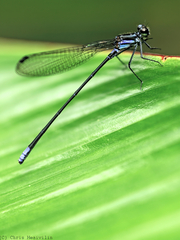 Argia frequentula