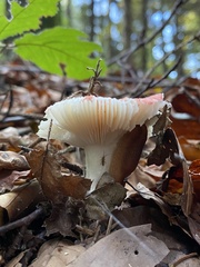 Russula