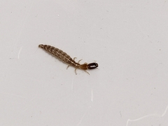 Raphidiidae