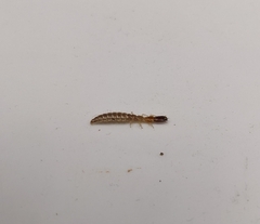 Raphidiidae