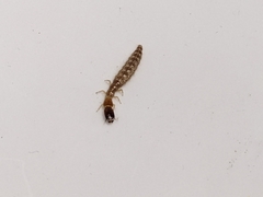 Raphidiidae