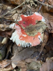 Russula