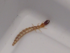 Raphidiidae