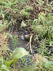 Pomacea canaliculata