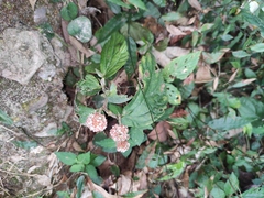 Elatostema ficoides