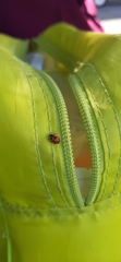 Harmonia axyridis
