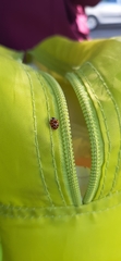 Harmonia axyridis
