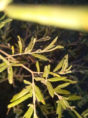 Olea europaea cuspidata