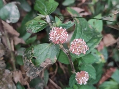 Elatostema ficoides