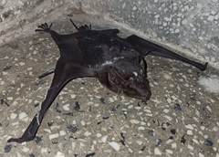 Saccolaimus saccolaimus