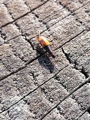 Coleoptera