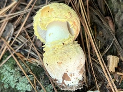 Amanita wellsii