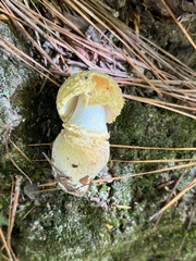 Amanita wellsii