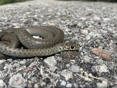 Hierophis viridiflavus carbonarius