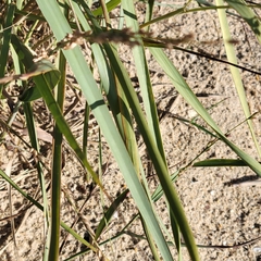 Panicum amarum