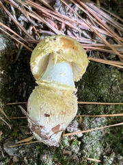Amanita wellsii