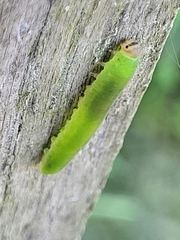 Tenthredinoidea
