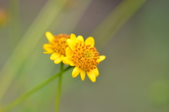 Sidneya tenuifolia