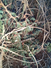 Gymnosporia polyacantha