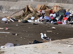 Larus dominicanus dominicanus