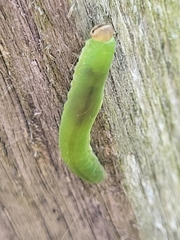 Tenthredinoidea