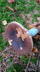 Russula integra