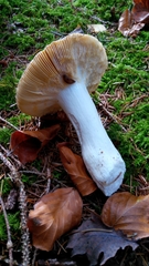 Russula integra