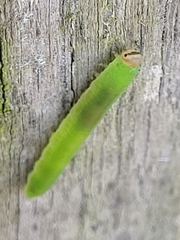 Tenthredinoidea