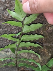 Cyrtomium caryotideum