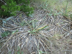 Yucca pallida