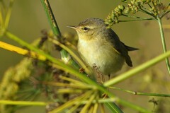 Phylloscopus trochilus