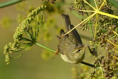 Phylloscopus trochilus