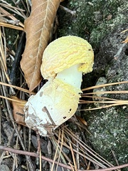 Amanita wellsii