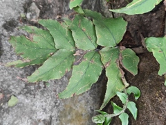 Cyrtomium caryotideum