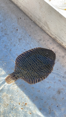 Trinectes maculatus