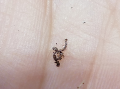 Enchytraeidae