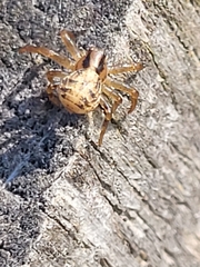 Araneae