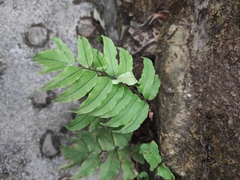 Cyrtomium caryotideum