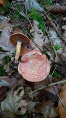 Cortinarius bolaris
