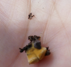 Enchytraeidae