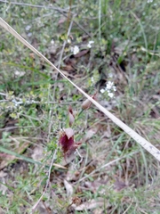 Calochilus robertsonii