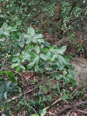 Rhododendron ovatum