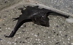 Saccolaimus saccolaimus