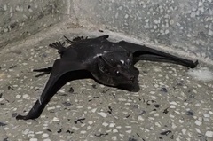 Saccolaimus saccolaimus