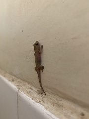 Hemidactylus mabouia